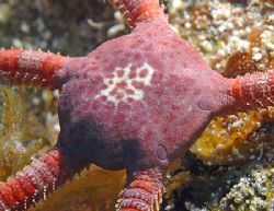 Ruby Brittle Star, central disk is about 1.5 cm. Nikon D2... by Jim Chambers 